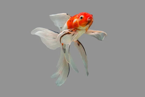 Beyaz Arka Plan Üzerinde Izole Karışık Renkli Kelebek Koi Cyprinus — Stok fotoğraf