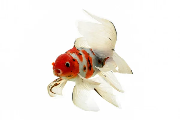 Mix Colored Butterfly Koi Cyprinus Carpio Isolated White Background — Stock Photo, Image