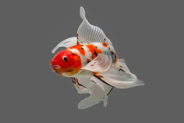 Mix Colored Butterfly Koi Cyprinus Carpio Isolated White Background — Stock Photo, Image