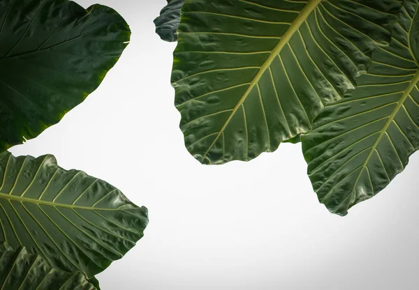 Folhas Verdes Forma Coração Elefante Orelha Taro Gigante Espécies Alocasia — Fotografia de Stock