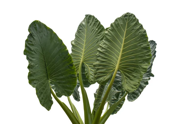 Hojas Verdes Forma Corazón Oreja Elefante Taro Gigante Especies Alocasia —  Fotos de Stock