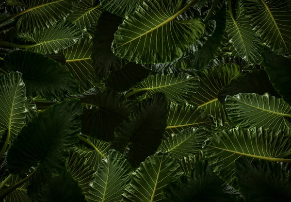 Hojas Verdes Forma Corazón Oreja Elefante Taro Gigante Especies Alocasia — Foto de Stock