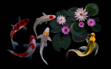 Koi balığı ve nilüfer çiçeği ve yaprakları.