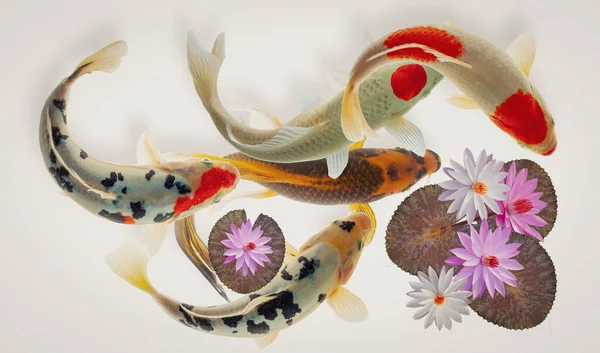 Koi balığı ve nilüfer çiçeği ve yaprakları.