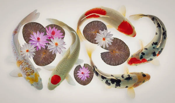 Koi Fish Lotus Flowers Leaves — Stock Photo, Image