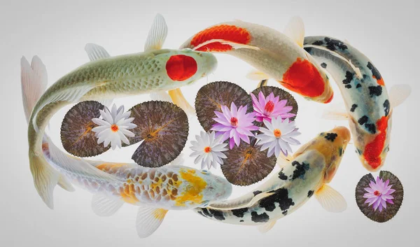 Koi Fish Lotus Flowers Leaves — Stock Photo, Image