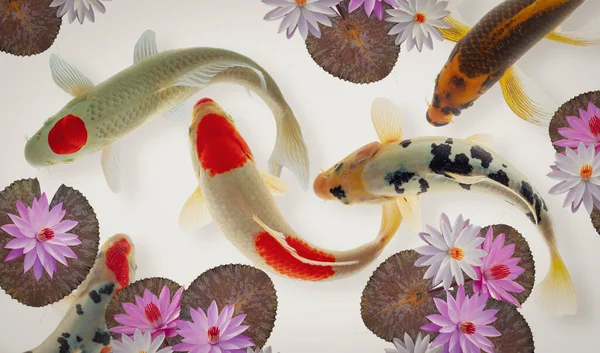 Koi balığı ve nilüfer çiçeği ve yaprakları.