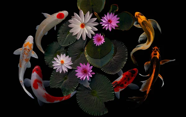 Koi balığı ve nilüfer çiçeği ve yaprakları.