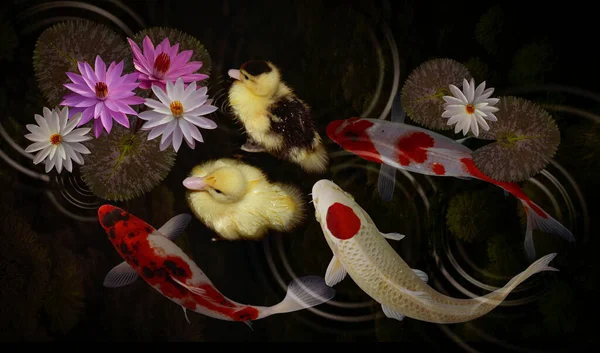 Koi balığı ve nilüfer çiçeği ve yaprakları.