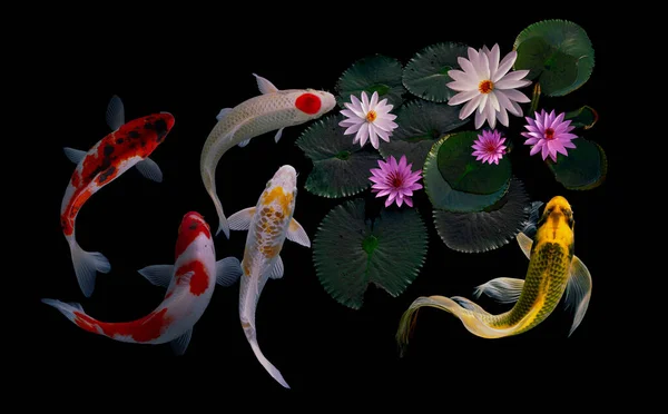 Koi Fish Lotus Flowers Leaves — Stock Photo, Image