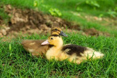 Nehir kenarındaki sarı ördek yavrusu
