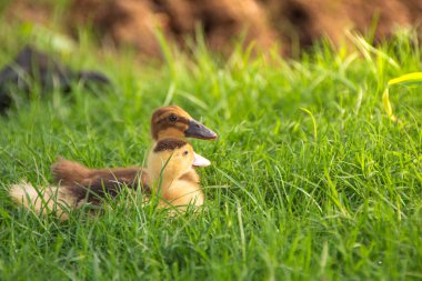 Nehir kenarındaki sarı ördek yavrusu