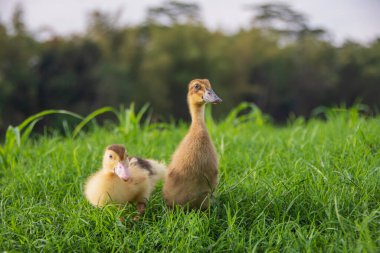 Nehir kenarındaki sarı ördek yavrusu