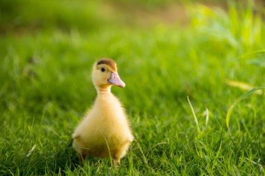 Nehir kenarındaki sarı ördek yavrusu