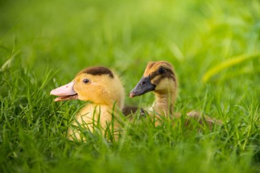 Nehir kenarındaki sarı ördek yavrusu