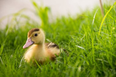 Nehir kenarındaki sarı ördek yavrusu