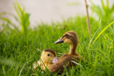 Nehir kenarındaki sarı ördek yavrusu