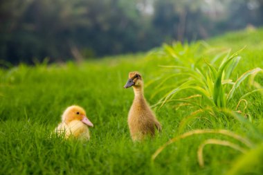 Nehir kenarındaki sarı ördek yavrusu