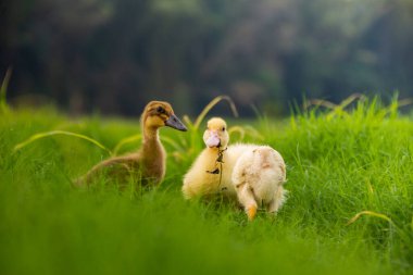 Nehir kenarındaki sarı ördek yavrusu