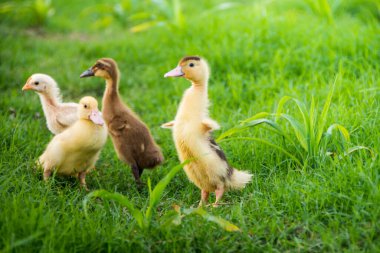 Nehir kenarındaki sarı ördek yavrusu