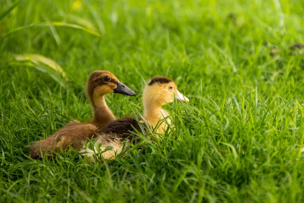 Yellow Duckling River — Stock Photo, Image