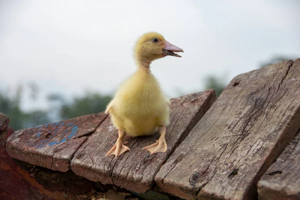 Pato Amarelo Junto Rio — Fotografia de Stock