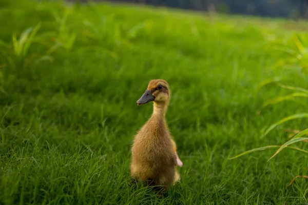 Patito Amarillo Junto Río — Foto de Stock