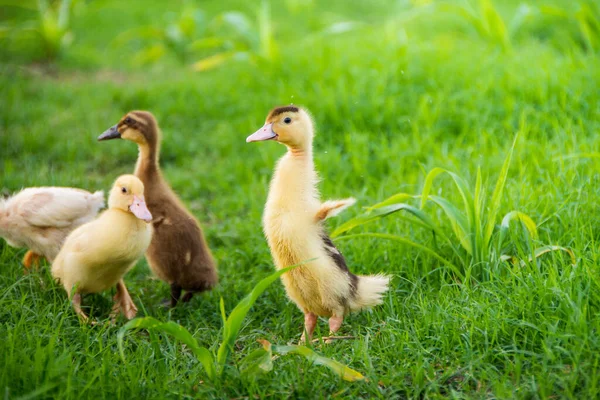 Yellow duckling by the river