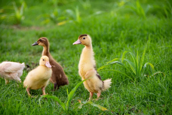 Patito Amarillo Junto Río — Foto de Stock