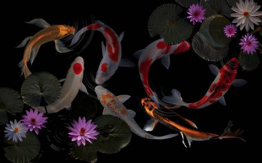 Göldeki koi balığı.