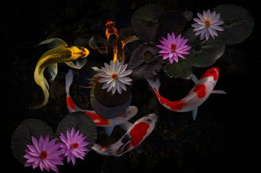 Göldeki koi balığı.