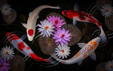 Göldeki koi balığı.