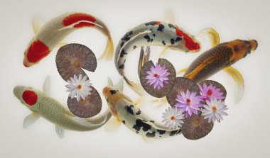 Göldeki koi balığı.