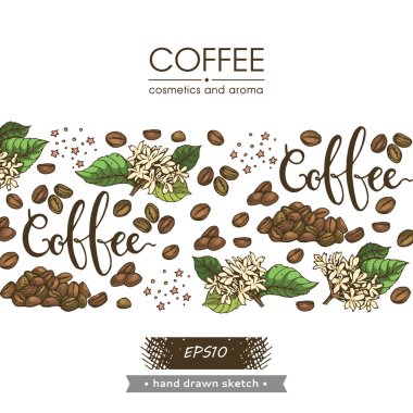 Kahve çekirdekleri, dallar ve harflerle dolu bir arka plan. Detaylı el çizimi, vektör botanik çizim.