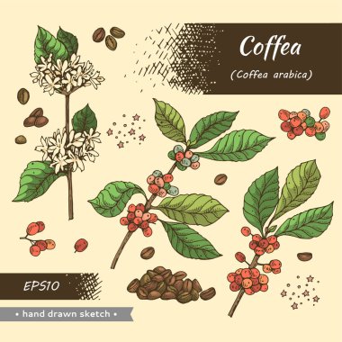 İçinde fasulye, böğürtlen ve harf olan kahve ağacı dalları olan bir arka plan. Detaylı el çizimi, vektör botanik çizim.