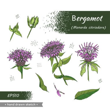 Monarda Koleksiyonu, Bergamot. Detaylı el çizimleri, vektör botanik çizimler. Menü, etiket, paketleme tasarımı için.