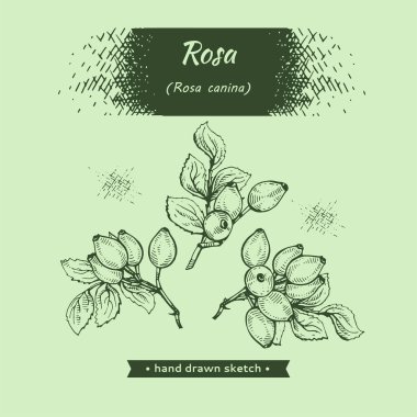 Rosa canina . Detaylı el çizimleri, vektör botanik çizimler.