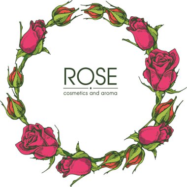 Roses 'la çerçeve. Detaylı el çizimleri, vektör botanik çizimler