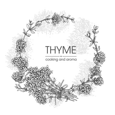 Frame with twig of thyme with leaves and flowers . Detailed hand-drawn sketches, vector botanical illustration clipart