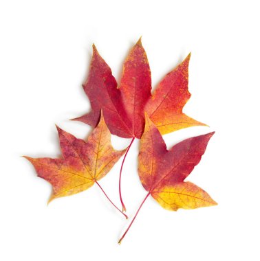 Sonbahar Yaprakları