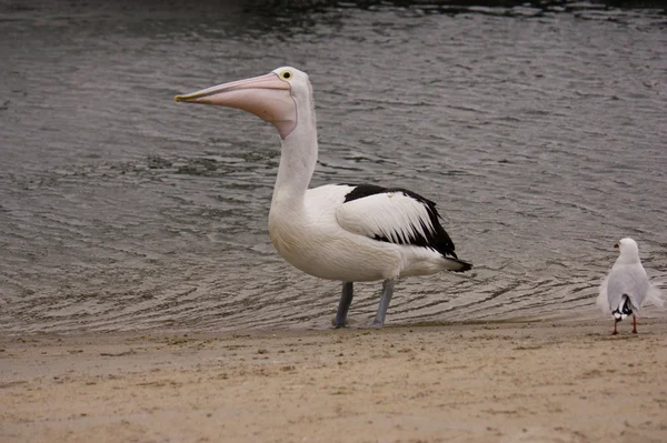 Pelican Australia — Stok Foto