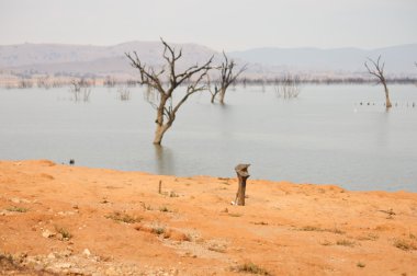 Avustralya ölü doğa