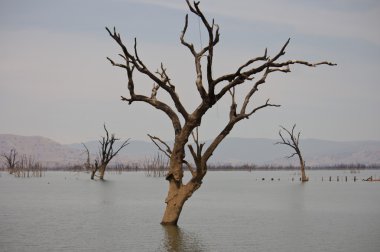 Avustralya ölü doğa