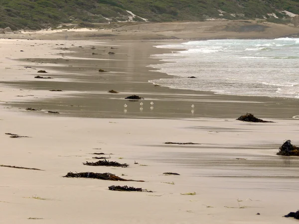 Piepende strand — Stockfoto