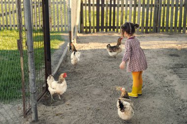 Sıradan köy kıyafetleri ve lastik sarı çizmeleri olan bir kız beslenmek için arka bahçesine kuş çağırıyor. Evcil kuşlara ilgi, şefkat ve sevgi. Köyde çocukluk. Tavuk Çiftliği.
