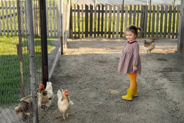 Elbiseli ve sarı çizmeli bir kız tavuk kümesinin arka bahçesinde tavuk besliyor. Çiftlikte tavuk yetiştiriyorum. Tavuklar bahçedeki tüm otları gagaladı.