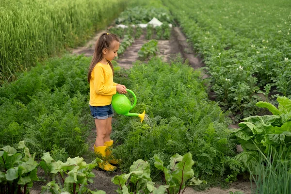 Девушка Занята Поливом Огорода Растут Разнообразные Овощи Пряная Зелень Выращивание — стоковое фото