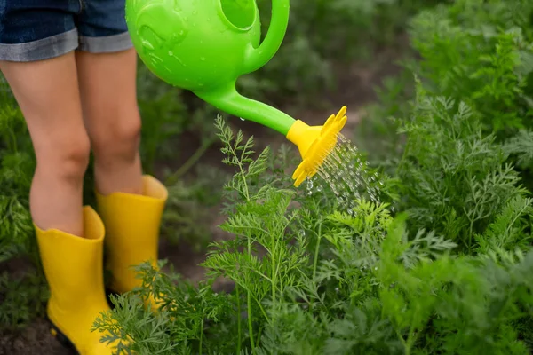 Seorang Anak Sepatu Karet Kuning Adalah Tanaman Berair Dapur Taman — Stok Foto