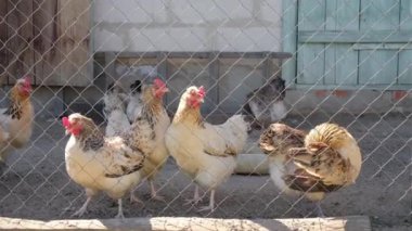 Tavuklar ve bir horoz, metal tel örgülerin arkasındaki bir çiftlikte yiyecek aramak için toprağı kazıyorlar. Köyde kümes hayvanları yetiştiriyor ve yetiştiriyor.
