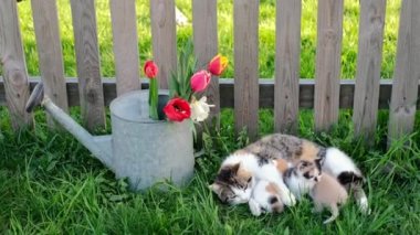 Bir kedi sütünü, çitin altındaki bir çiçek tarlasının yanındaki çimenlikte yatan üç kedisine yedirir.. 